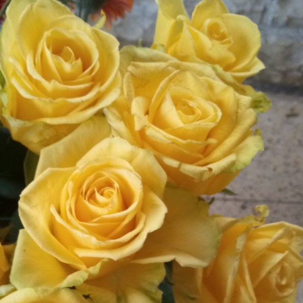 Gelbe Rosen Bild 1